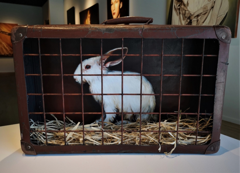 The Rabbit
